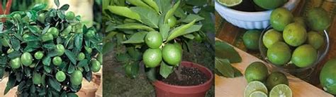 grow lime trees indoors luvgardencom