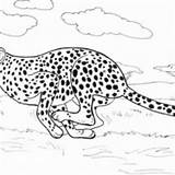 Cheetah Coloring Prey Catch Run His Netart sketch template