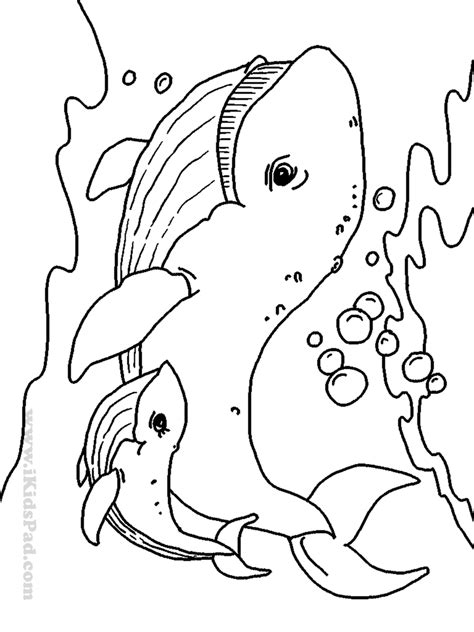ocean animal coloring pages printable  clip art library