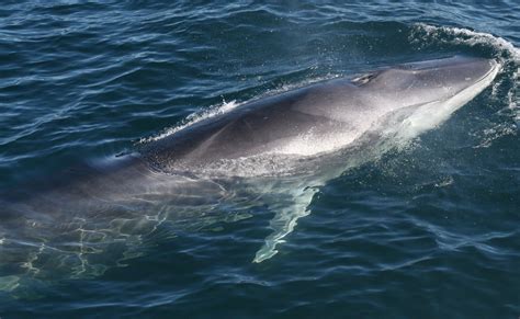 fin whale whale sense
