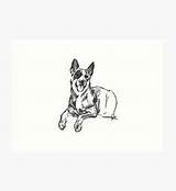 Blue Heeler Dog Cattle Coloring Pages Australian Drawing Heelers Puppy sketch template