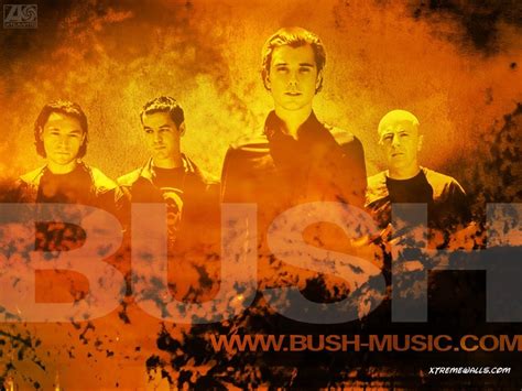 bush bush wallpaper  fanpop