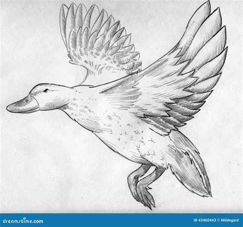 flying duck sketch stock illustration illustration  animal