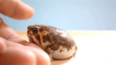 desert rain frog size