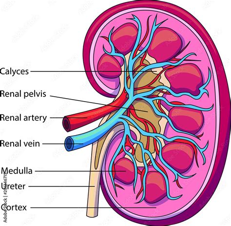 schematic vector diagram   kidney kidney structure  labeled parts stock vector adobe