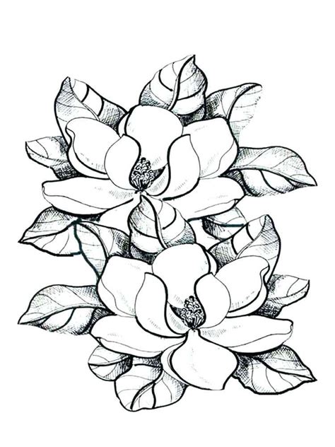 magnolia flower coloring pages   deborah flower coloring pages