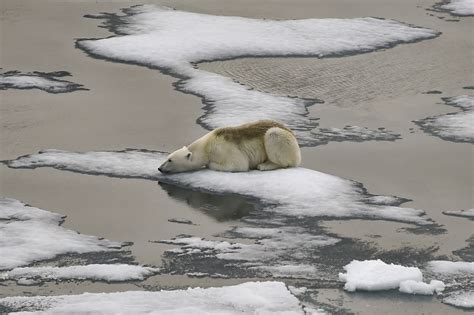 polar bears  inbreeding due  melting sea ice posing risk
