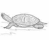 Turtle Eared Supercoloring sketch template