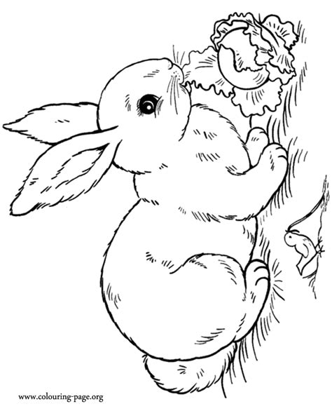 realistic rabbit coloring pages coloring home