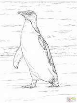 Penguin Coloring Pages Adults Adult Getdrawings Getcolorings sketch template