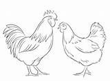 Rooster Hen sketch template