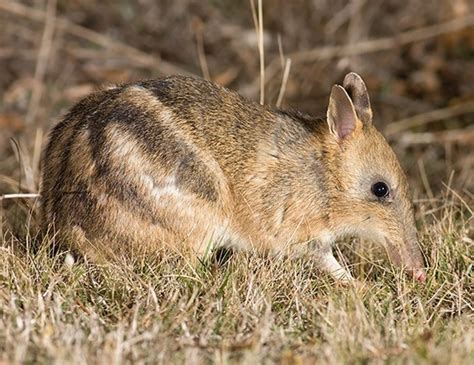 eastern barred bandicoot life expectancy