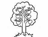 Apple Tree Coloring Coloringcrew sketch template