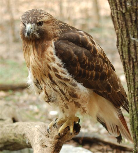 red tailed hawk wikipedia