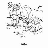 Buffalo Coloring Pages Water African Outline Printable Drawing Getdrawings Designlooter sketch template