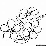 Kwiaty Kolorowanki Druku Myosotis Niezapominajka Kolorowania Wydruku Kwiatami Dzieci Nots Darmowe Malowanki Najpiękniejsze Blogx sketch template