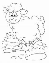 Sheep Oveja Perdida Actividades Ruminant Lucas Xcolorings Insertion sketch template