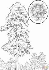 Pine Coloring Tree Pages Drawing Red Trees Cedar Line Cone Printable Clipart Getdrawings sketch template