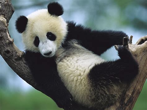 amazing giant panda endangered species giant pandas facts  information habitats news