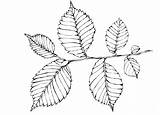 Coloring Elm Foliage Tree Leaf Leaves Birch Template Pages Colorkid sketch template