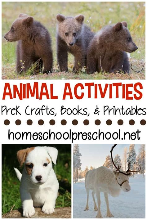 engaging educational animal activities  preschoolers