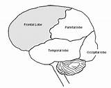 Brain Function Lobes Learning Research Changes Adults Development Gif Hormonal Education Apa sketch template