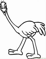Emu Ostrich sketch template