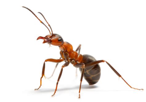 ant treatments cairns pest removal peter pauls pest control