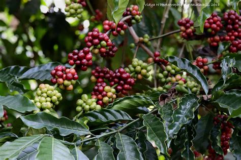 odisha koraput coffee poised   global presence  statesman