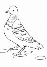 Dove Pigeon Coloring Books Pages Last sketch template