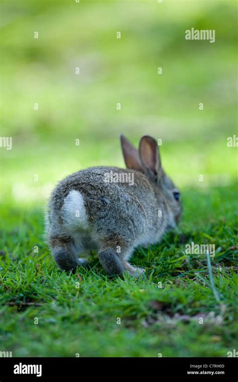 rabbit tail high resolution stock photography  images alamy