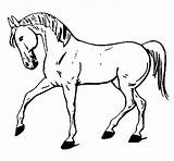 Caballo Cavallo Pata Dibujo Levantada Caballos Zampa Colorir Cavall Cavalo Patas Animales Alzata Toros Amb Pota Dibuix Dibuixos Cavalls Stampare sketch template