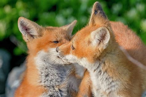 red fox kits playing 2 photograph by morris finkelstein fine art america