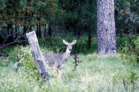Food Plots Habitat Enhancements Needed By Deer Hunters