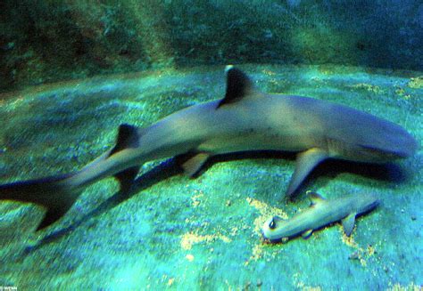 shark s virgin birth lone female in aquarium gives birth to a pup