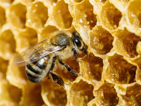 bees  honey  science