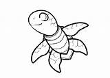Turtle Baby Coloring Pages Turtles Cartoon Template Cute sketch template