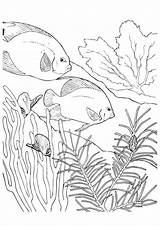Coral Coloring Fish Pages Parentune Worksheets sketch template