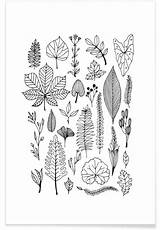 Herbarium Juniqe sketch template