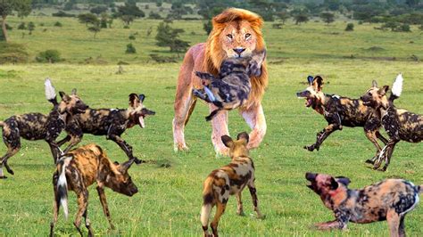 unbelievable angry lion kills  wild dogs   attacks cubs lion  wild dog youtube