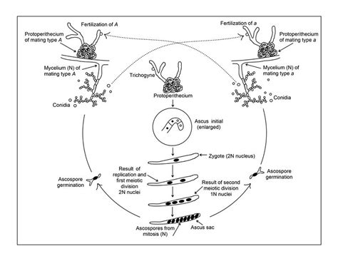 Difference Between Homothallic And Heterothallic Fungi