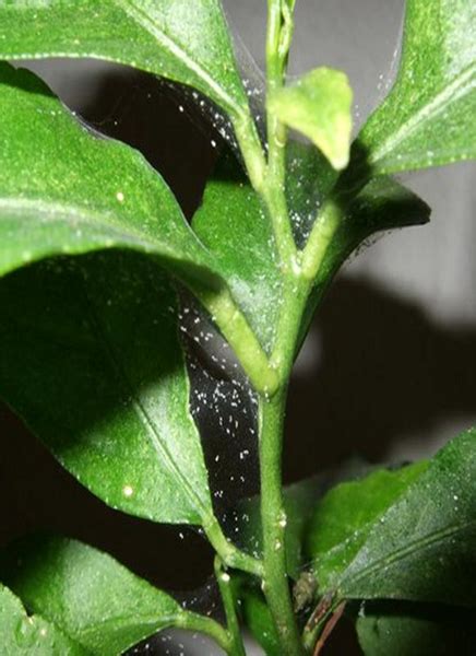 spider mites damage plants    control