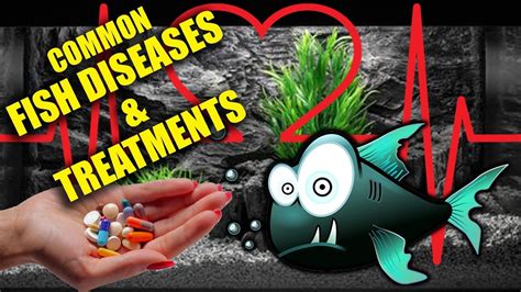 common fish diseases identifying treatment youtube