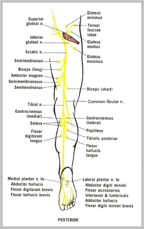 leg nerve  anatomy system human body anatomy diagram