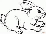 Hase Hasen Zum Ausmalbild Ausmalen Häschen Kaninchen Süße Tiervorlagen sketch template