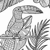Coloring Pages Bird Tropical Choose Board sketch template