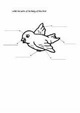 Parts Worksheet Body Birds Label Bird Preschool Kids Printable Worksheeto Via Worksheets sketch template