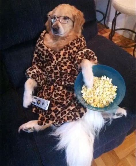 dogs eat popcorn     eat americanbullydaily