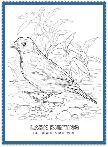 state bird coloring pages  usa facts  kids bird coloring pages