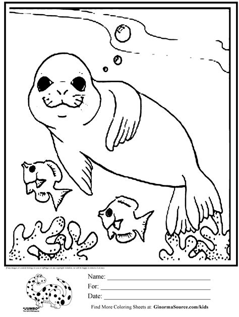 baby seal coloring pages coloring home